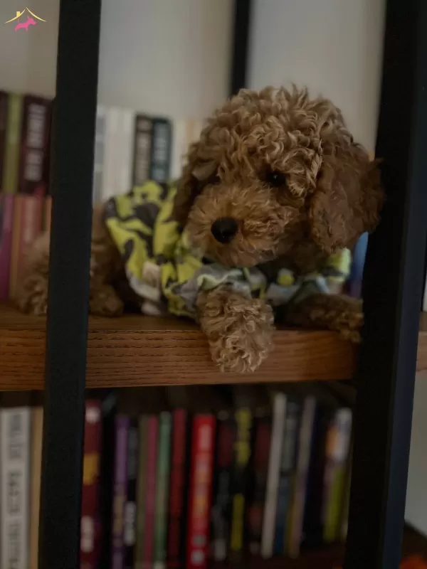 Ev Ortamında Buyuyen Orijinal Toy Poodle
