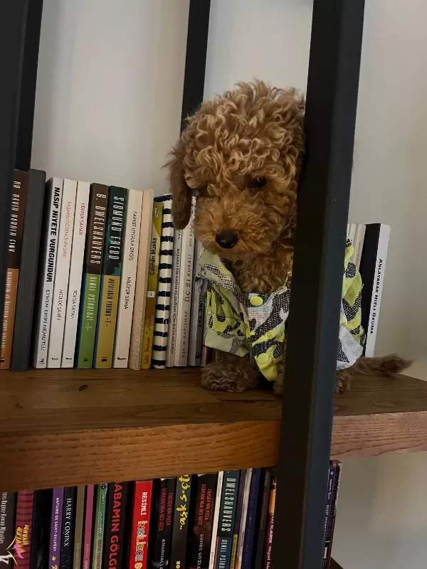 Ev Ortamında Buyuyen Orijinal Toy Poodle