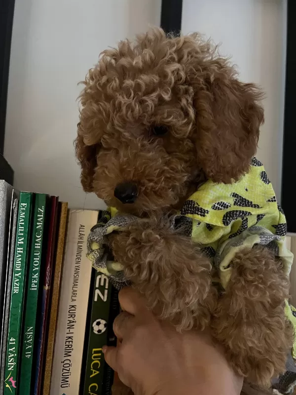Ev Ortamında Buyuyen Orijinal Toy Poodle