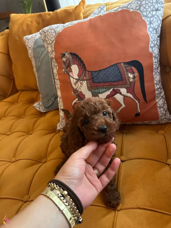 Evdogumu Poodle Bebislerim