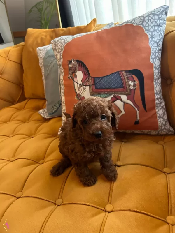 Evdogumu Poodle Bebislerim