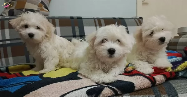 Kıvırcık Maltese Terrier
