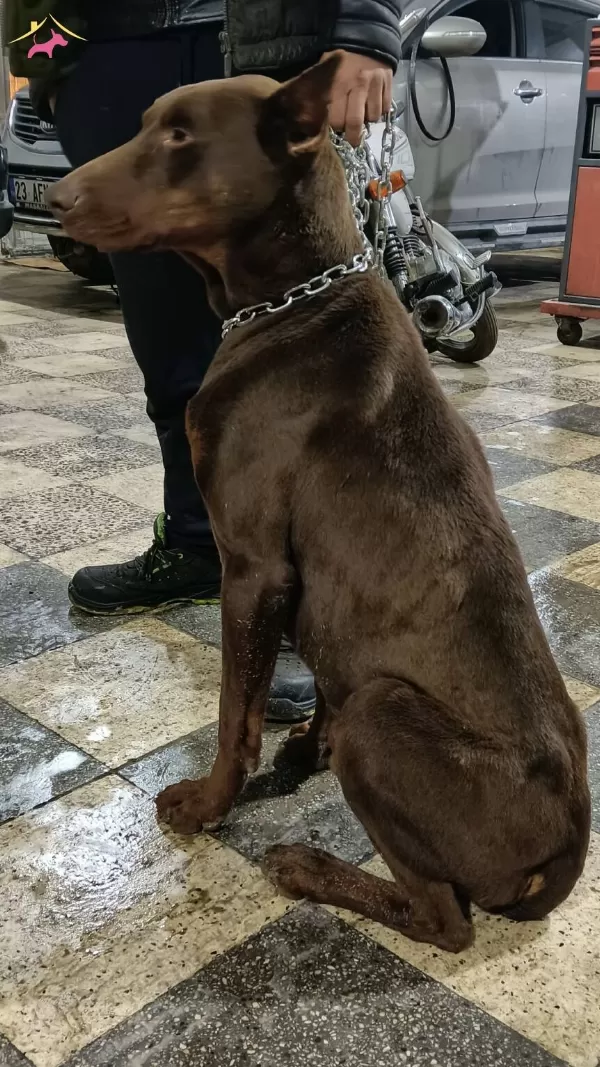 2 Yasinda Damizlik Kızıl Cipli Temel Itaatli Doberman
