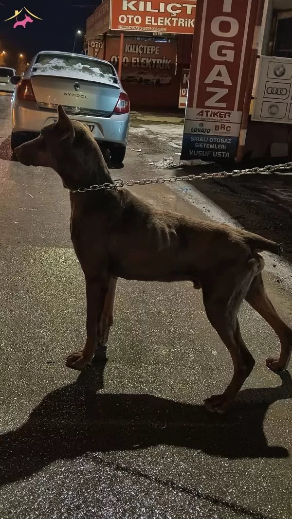 2 Yasinda Damizlik Kızıl Cipli Temel Itaatli Doberman