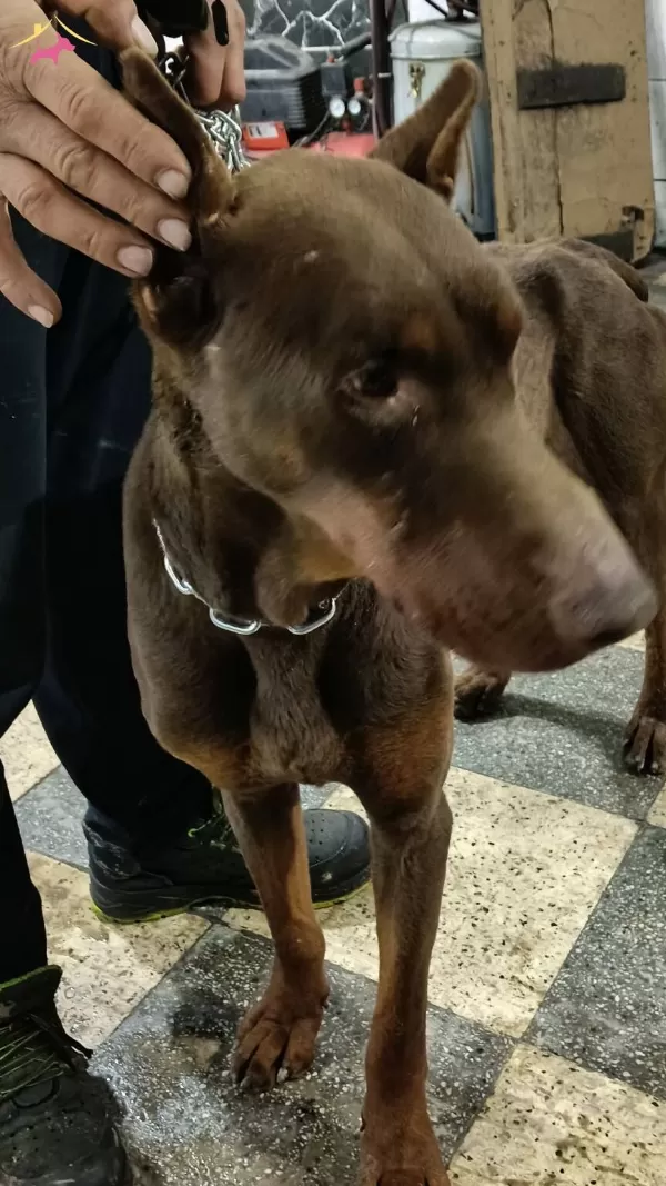 2 Yasinda Damizlik Kızıl Cipli Temel Itaatli Doberman