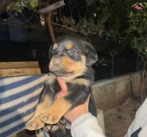 A Kalite Rottweiler Bebekler