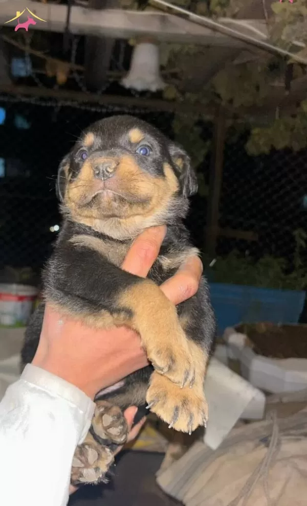 A Kalite Rottweiler Bebekler