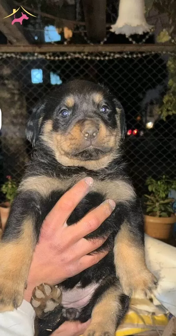 A Kalite Rottweiler Bebekler