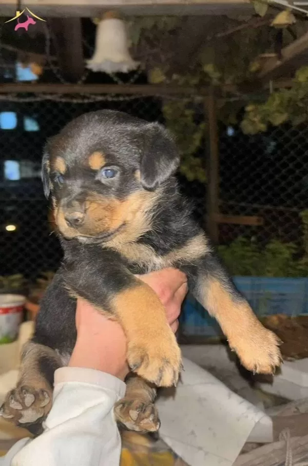A Kalite Rottweiler Bebekler