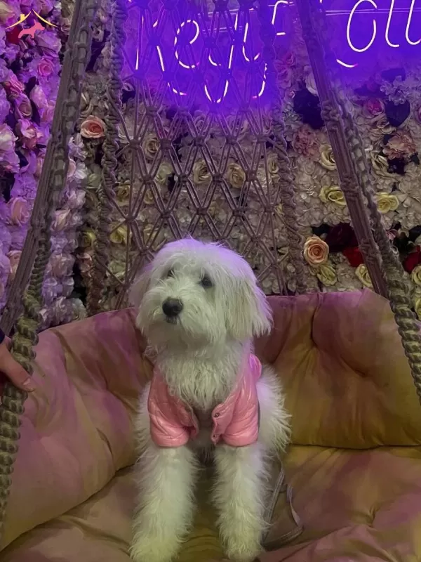 6 Aylık Maltipoo Bütün Bakım Ürünleri Verilecektir