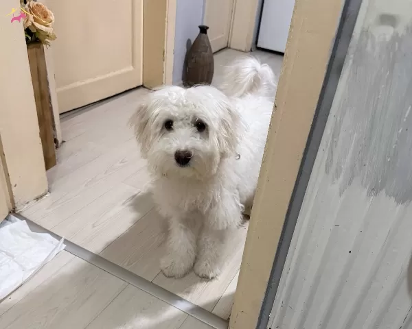 6 Aylık Maltipoo Bütün Bakım Ürünleri Verilecektir