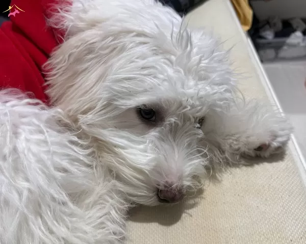 6 Aylık Maltipoo Bütün Bakım Ürünleri Verilecektir