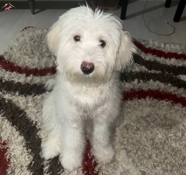 6 Aylık Maltipoo Bütün Bakım Ürünleri Verilecektir