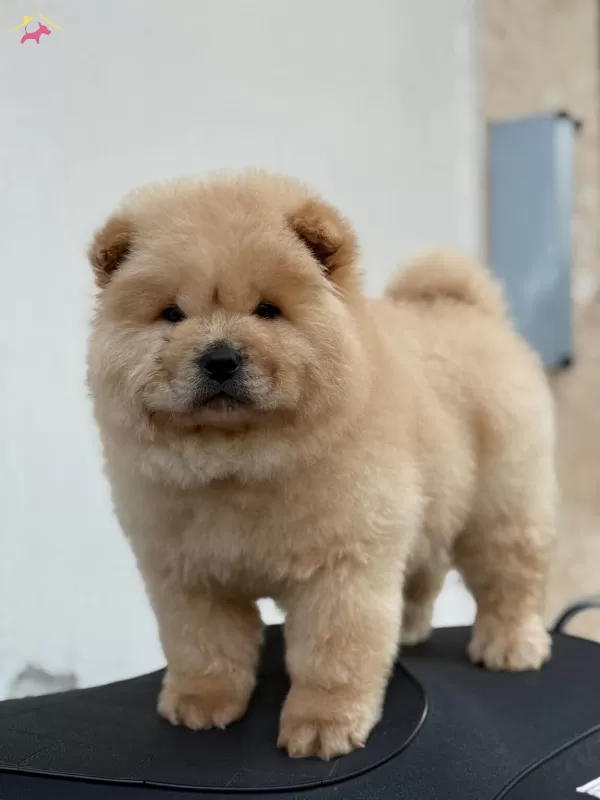 Ayı Surat Panda Gibi Cin Aslanı Yavrular