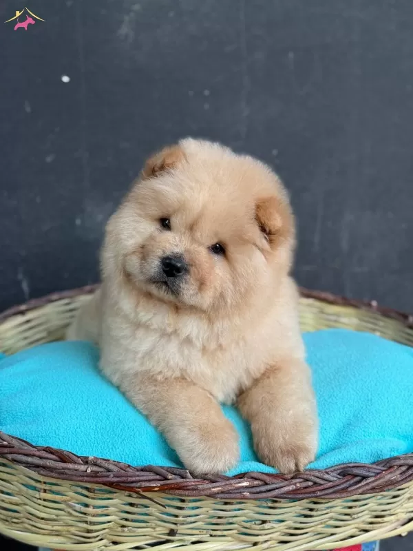 Ayı Surat Panda Gibi Cin Aslanı Yavrular