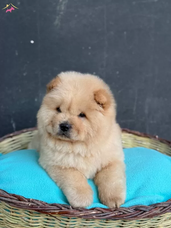 Ayı Surat Panda Gibi Cin Aslanı Yavrular