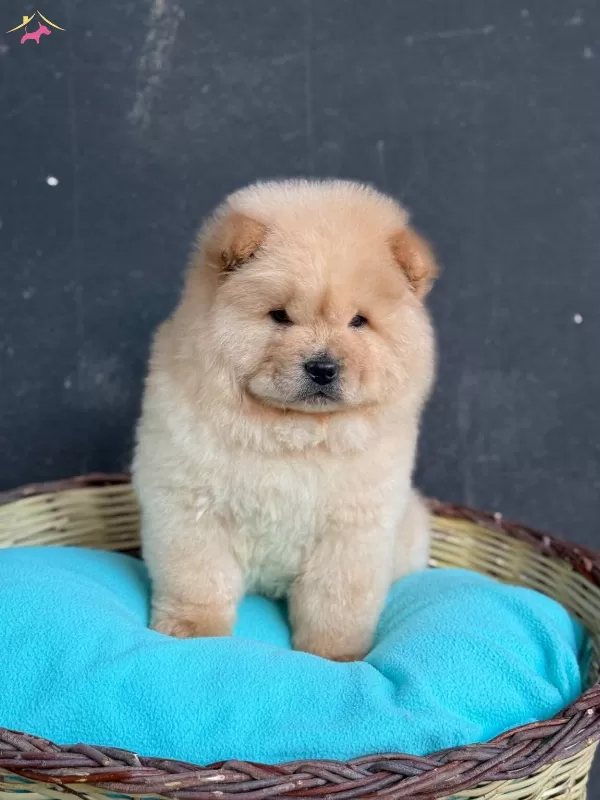 Ayı Surat Panda Gibi Cin Aslanı Yavrular