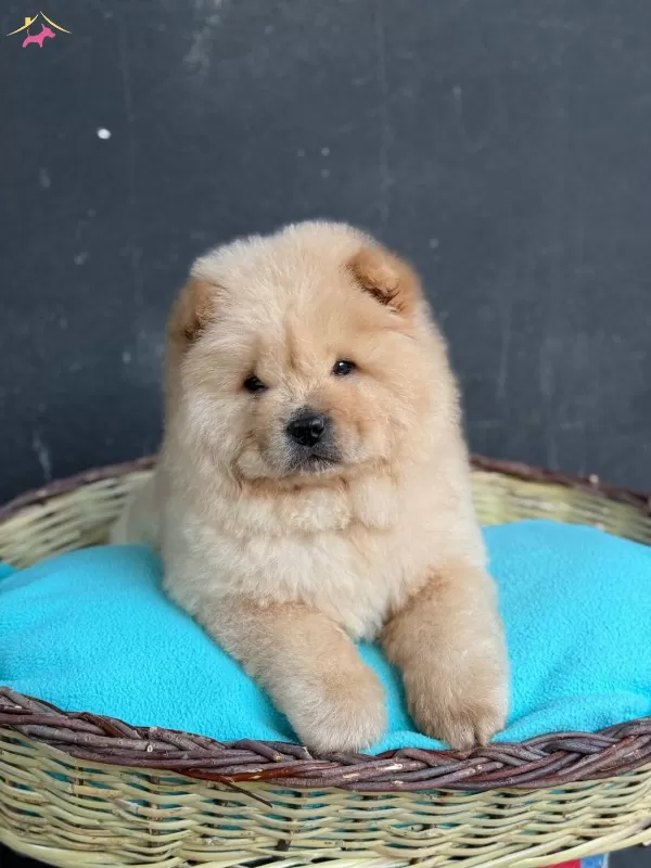 Ayı Surat Panda Gibi Cin Aslanı Yavrular