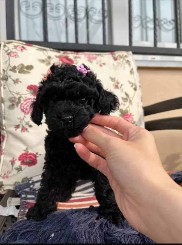 Kore Toy Poodle Komur Renkli Disi Bebek