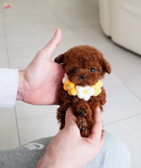 Nadir Guzellikte Safkan Toy Poodle Yavrularımız