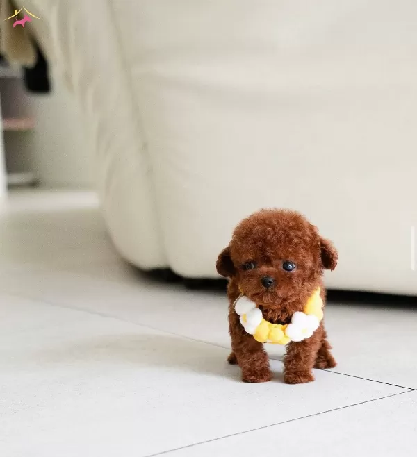 Nadir Guzellikte Safkan Toy Poodle Yavrularımız