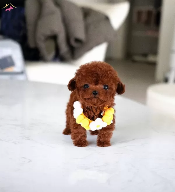 Nadir Guzellikte Safkan Toy Poodle Yavrularımız