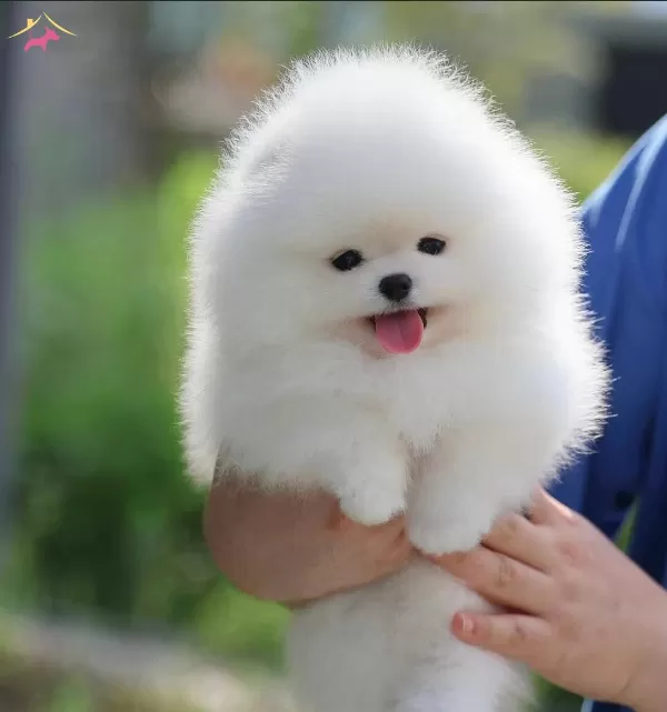 Elit Kan Hattı Pomeranian Boo