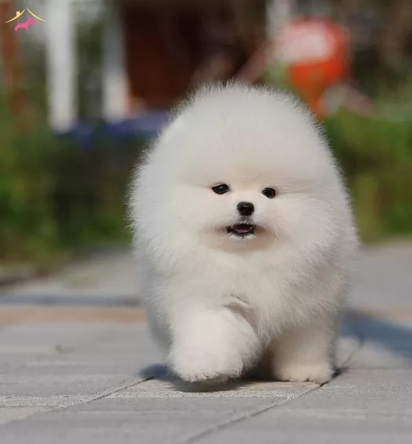 Elit Kan Hattı Pomeranian Boo