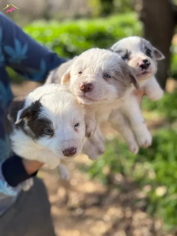 Ureticiden Saglıklı Border Collie Bebekler