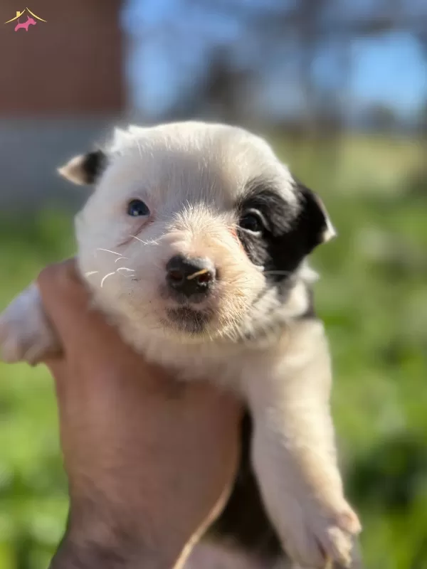 Ureticiden Saglıklı Border Collie Bebekler