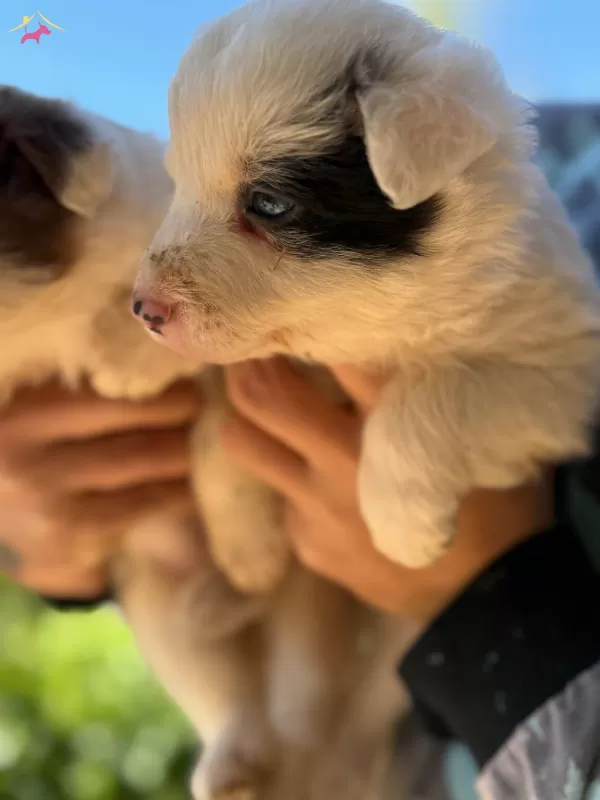 Ureticiden Saglıklı Border Collie Bebekler