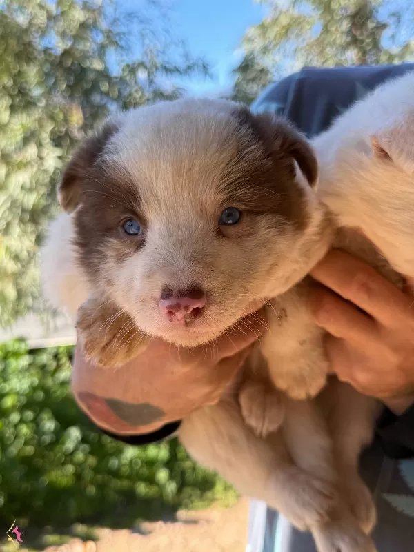 Ureticiden Saglıklı Border Collie Bebekler
