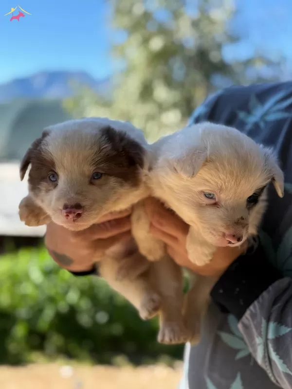 Ureticiden Saglıklı Border Collie Bebekler