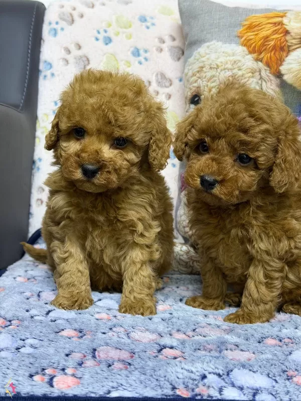 Safkan Kore Poodle Yavrularımız Yeni Yuvalarını Arıyor