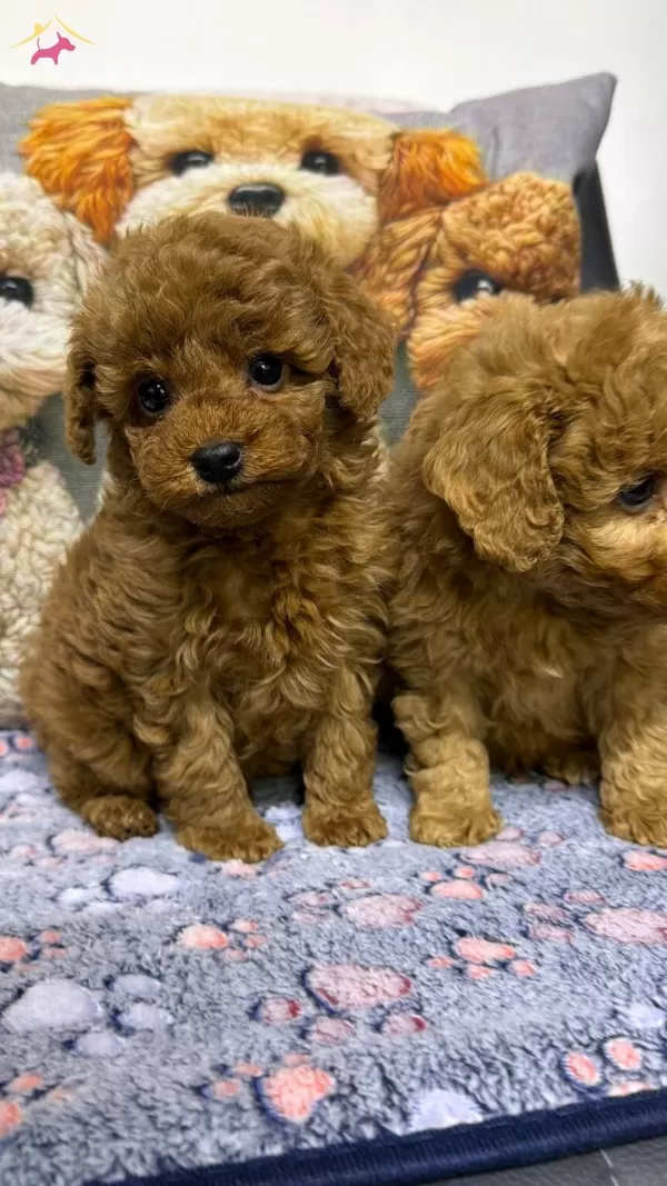 Safkan Kore Poodle Yavrularımız Yeni Yuvalarını Arıyor