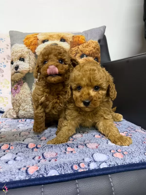 Safkan Kore Poodle Yavrularımız Yeni Yuvalarını Arıyor