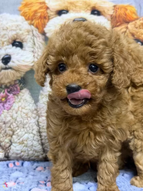 Safkan Kore Poodle Yavrularımız Yeni Yuvalarını Arıyor