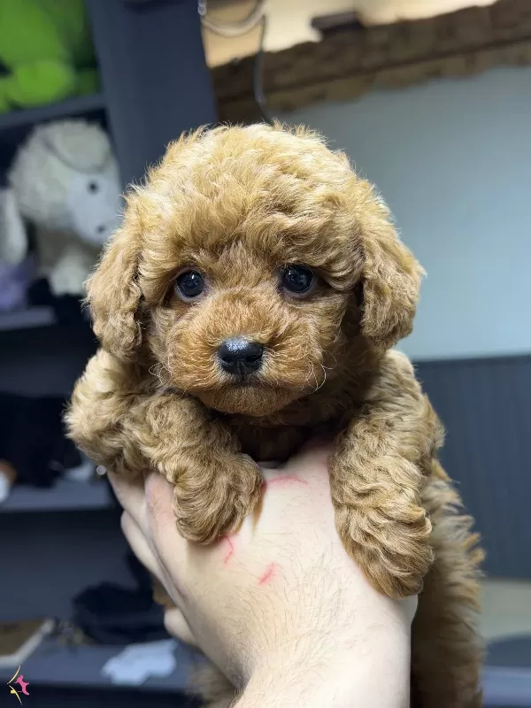 Safkan Kore Poodle Yavrularımız Yeni Yuvalarını Arıyor