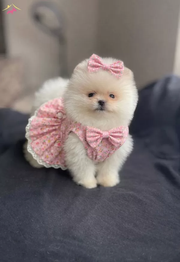 Pomeranian Teddy Face Yavrular