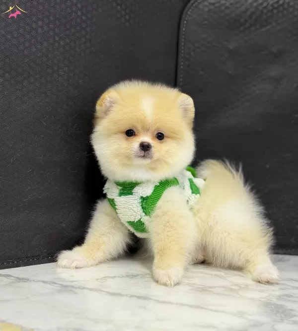 Pomeranian Teddy Face Yavrular