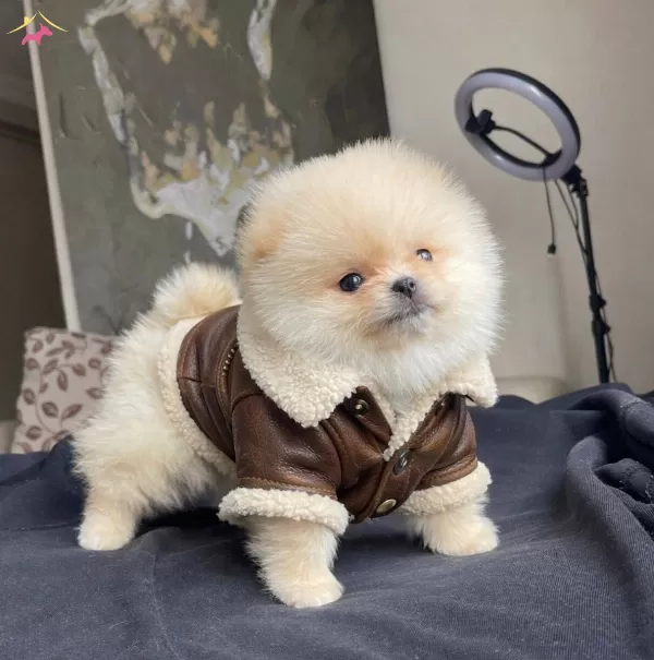 Pomeranian Teddy Face Yavrular
