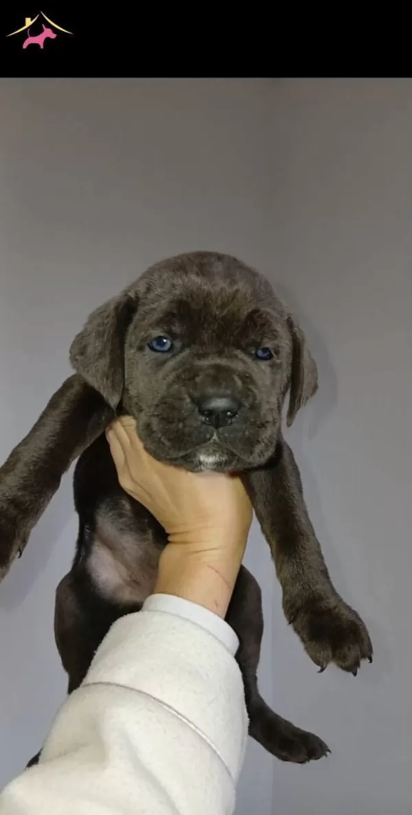 Blue Ve Otesi Cane Corsolar