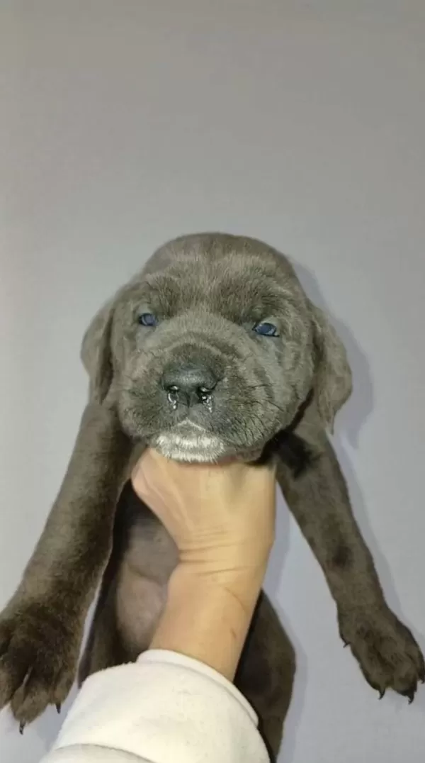 Blue Ve Otesi Cane Corsolar