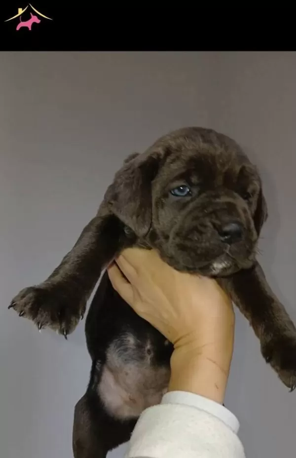 Blue Ve Otesi Cane Corsolar