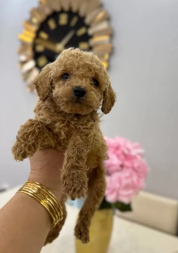 Mini Minnacık Toy Poodle