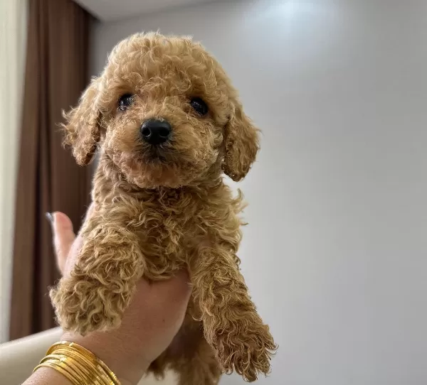 Mini Minnacık Toy Poodle