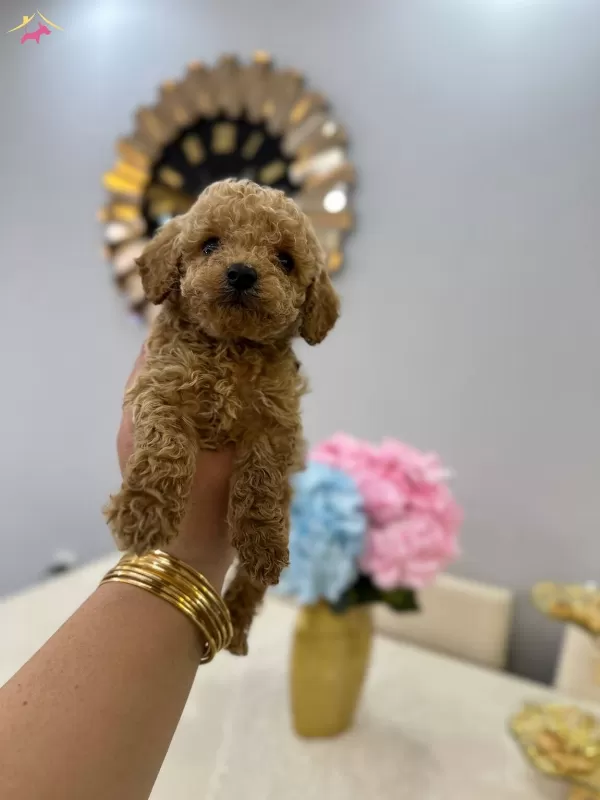 Mini Minnacık Toy Poodle