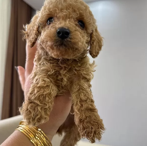 Mini Minnacık Toy Poodle