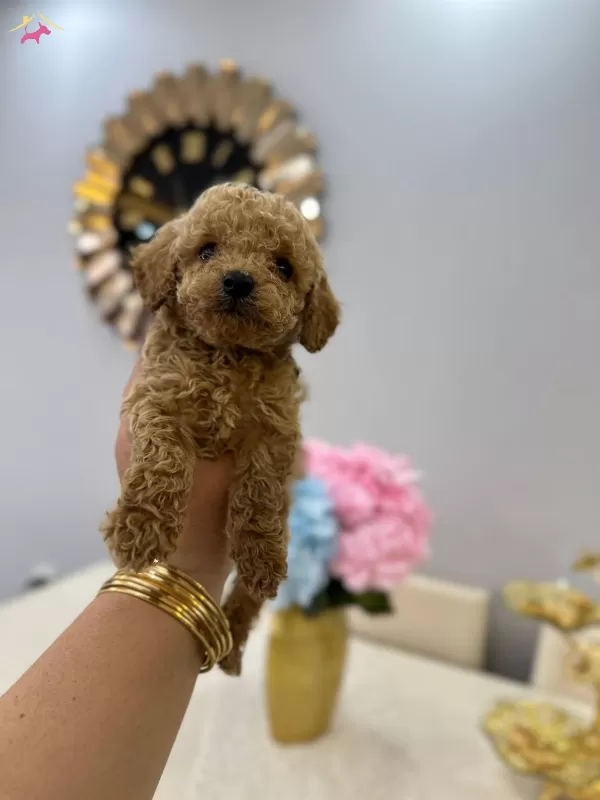 Mini Minnacık Toy Poodle