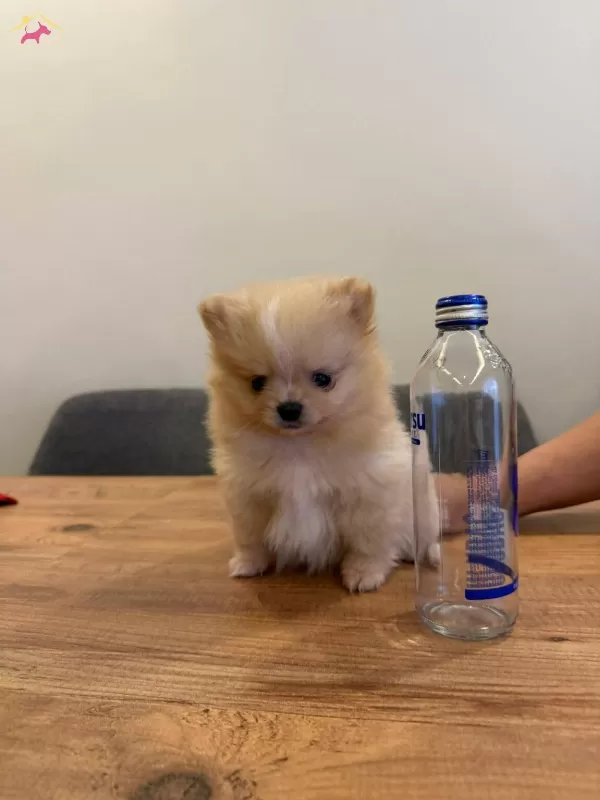 Pomerian Yavrularımız Sizi Bekliyor